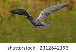 Black Tern (Chlidonias nigra) in flight. Bird in flight.