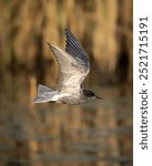 Black tern in a dive flight. The Black tern is a small tern generally found in or near inland water that breeds in Europe, Western Asia and North America. In winter the birds migrate to coastal areas.