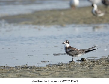                                Black tern in profile positioned on bottom right corner of photo. Sand and water provide the background at Fish Haul beach in Hilton Head. - Shutterstock ID 2202241163