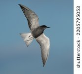 Black tern in the sky flying around and catching fish, doing a special maneuver