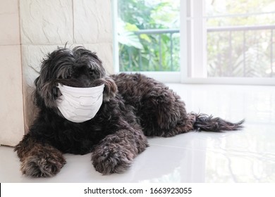 aidi is ill with canine influenza