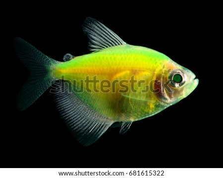 black tetra glofish gymnocorymbus