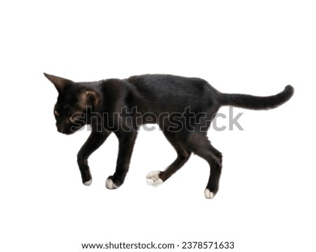 Black Thai cat (Ancient Thai people believed that black cats were cats that were raised to protect them from danger from ghosts and demons.)