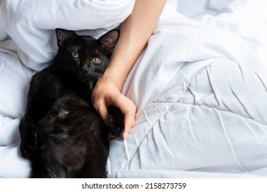 A Black Thai Cat Snuggled Up To The Hand Of A Woman Scratching His Chin On A White Bed.