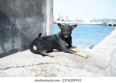 A black Thai dog is sleeping on the side of the road.