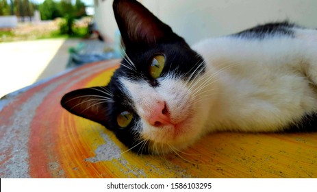 Thaicat Images, Stock Photos & Vectors | Shutterstock