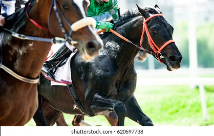 Black Thoroughbred Horse On The Race