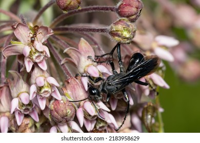 A Black Thread-waisted Wasp Is Collecting Bectar From Pink Milkweed Flowers. Taylor Creek Park, Toronto, Ontario, Canada.