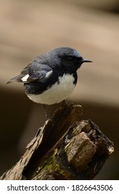 Black Throated Blue Warbler In Spring