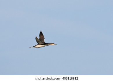 Black Throated Diver, Loon, In Winter Plumage, In Flight