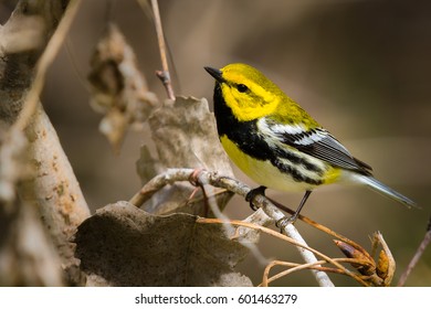 Black Throated Green Warbler