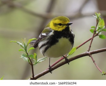 Black Throated Green Warbler On Twig