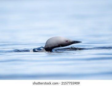 Black Throated Loon Cruising The Surface