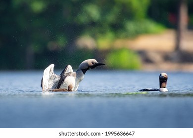 Black Throated Loon Family Swimming