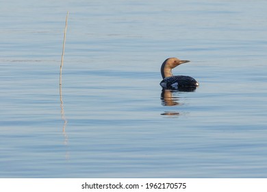 Black Throated Loon In The Lake Helgasjon