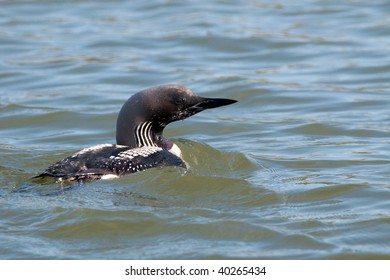 Black Throated Loon On Water