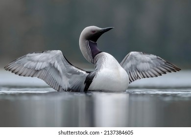 Black Throated Loon Showing Off Its Beatuful Feathers