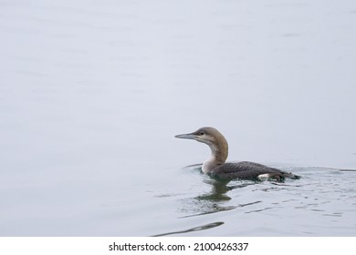 A black throated loon swimming on a river, calm misty day in winter (Vienna, Austria)
