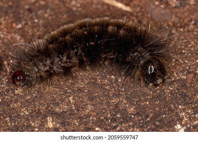 Black Tiger Moth Caterpillar Of The Subfamily Arctiinae