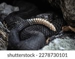 Black timber rattlesnake from New York 