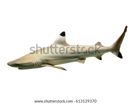 Black tip reef shark isolated on white