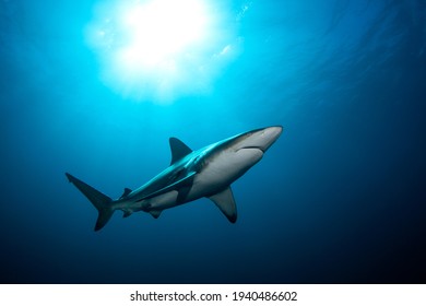 Black tip shark during dive. Sharks in South Africa. Marine life in Indian ocean. 