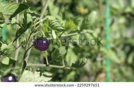 Black tomato cherry growing in garden on a sunny day. Midnight Snack Tomato plant with defocused foliage. Dark purple or indigo tomato ready to harvest. Summer gardening background. Selective focus.