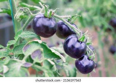 Black tomatoes grow on branch in vegetable garden. Indigo rose - blackest tomato variety harvest in farm greenhouse - Shutterstock ID 2136197563