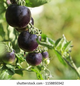 Black tomatoes on a branch in the garden. Indigo rose tomato - Shutterstock ID 1158850342