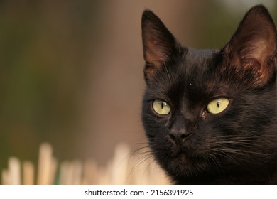     A Black Tomcat With Green Brown Eyes Against A Natural Background. 