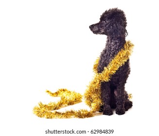 Black Toy Poodle With Gold Tinsel Garland Solated On White