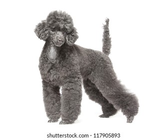 Black Toy Poodle Isolated Over White Background