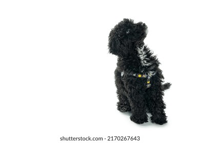 Black Toy Poodle Puppy Isolated On White Background