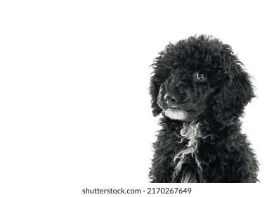 Black Toy Poodle Puppy Isolated On White Background