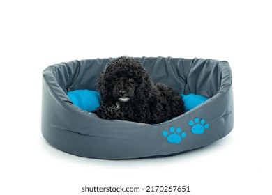 Black Toy Poodle Puppy Isolated On White Background