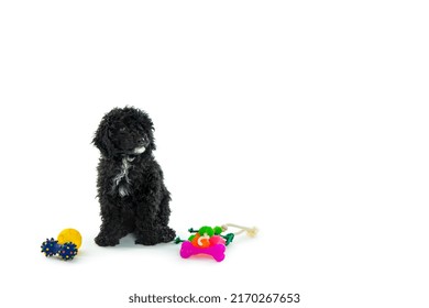 Black Toy Poodle Puppy Isolated On White Background