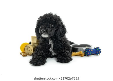 Black Toy Poodle Puppy Isolated On White Background