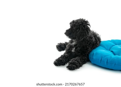 Black Toy Poodle Puppy Isolated On White Background