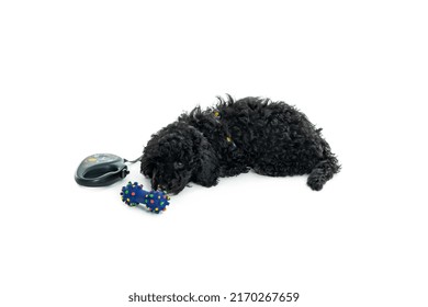 Black Toy Poodle Puppy Isolated On White Background