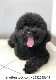 Black Toy Poodle Sitting Outside The House, Enjoying Photo Shoot