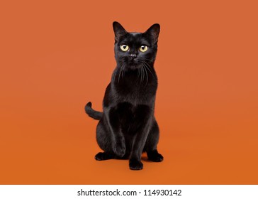 Black Traditional Bombay Cat On Nuts Background