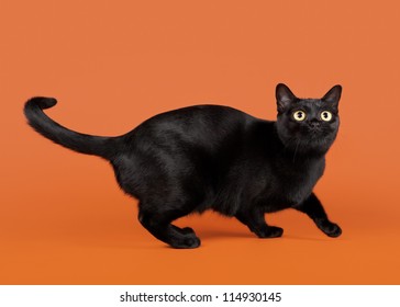 Black Traditional Bombay Cat On Nuts Background