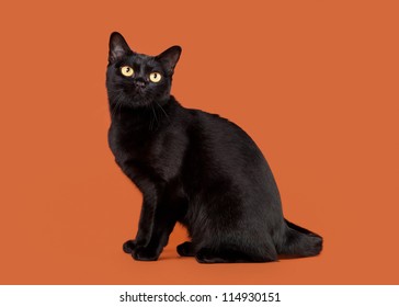 Black Traditional Bombay Cat On Nuts Background