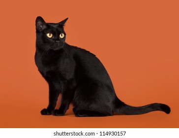 Black Traditional Bombay Cat On Nuts Background