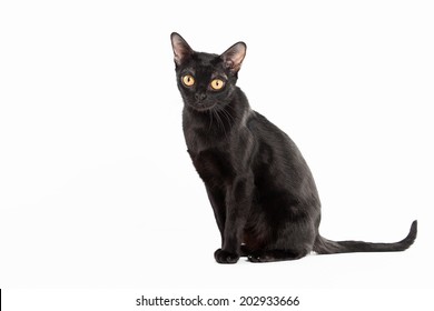 Black Traditional Bombay Cat On White Background