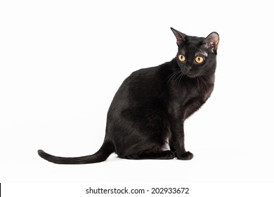 Black Traditional Bombay Cat On White Background