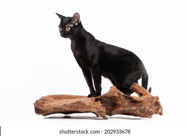 Black Traditional Bombay Cat On White Background