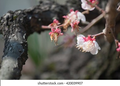 Black tree branch on left side with quite dark tone. Branch is a Origin for living flower