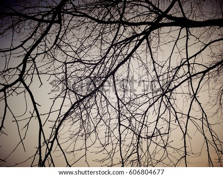 Similar – Image, Stock Photo Forest & Trees Environment