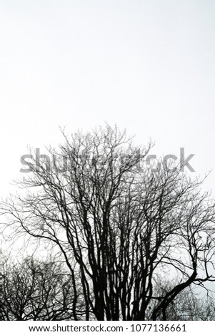 Similar – Image, Stock Photo Tree crown with ivy